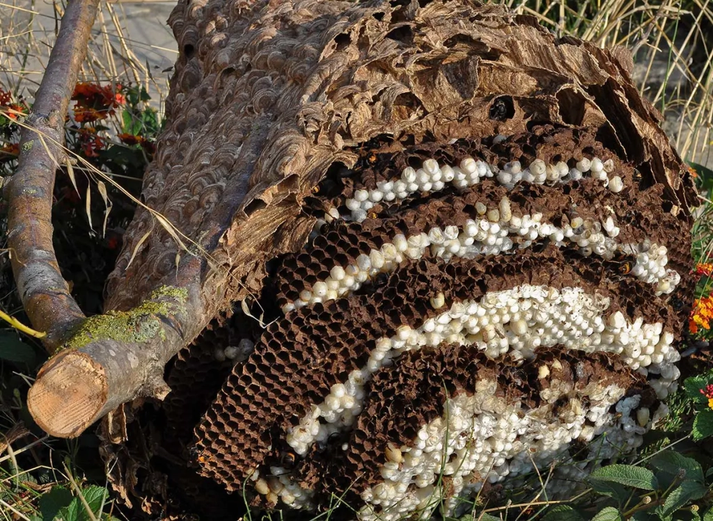 Destruction de nid de guêpes sur la région de LENS ET HENIN BEAUMONT